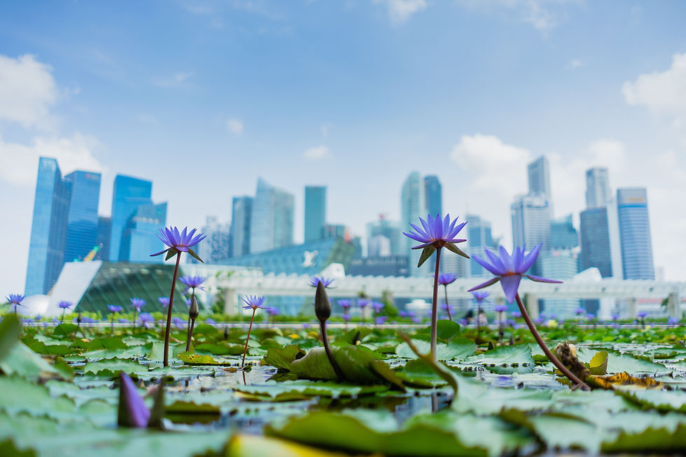 singapore safe haven currency sgd