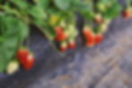 strawberries on a vine