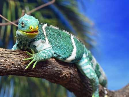 Iguanas: Fiji's first settlers?