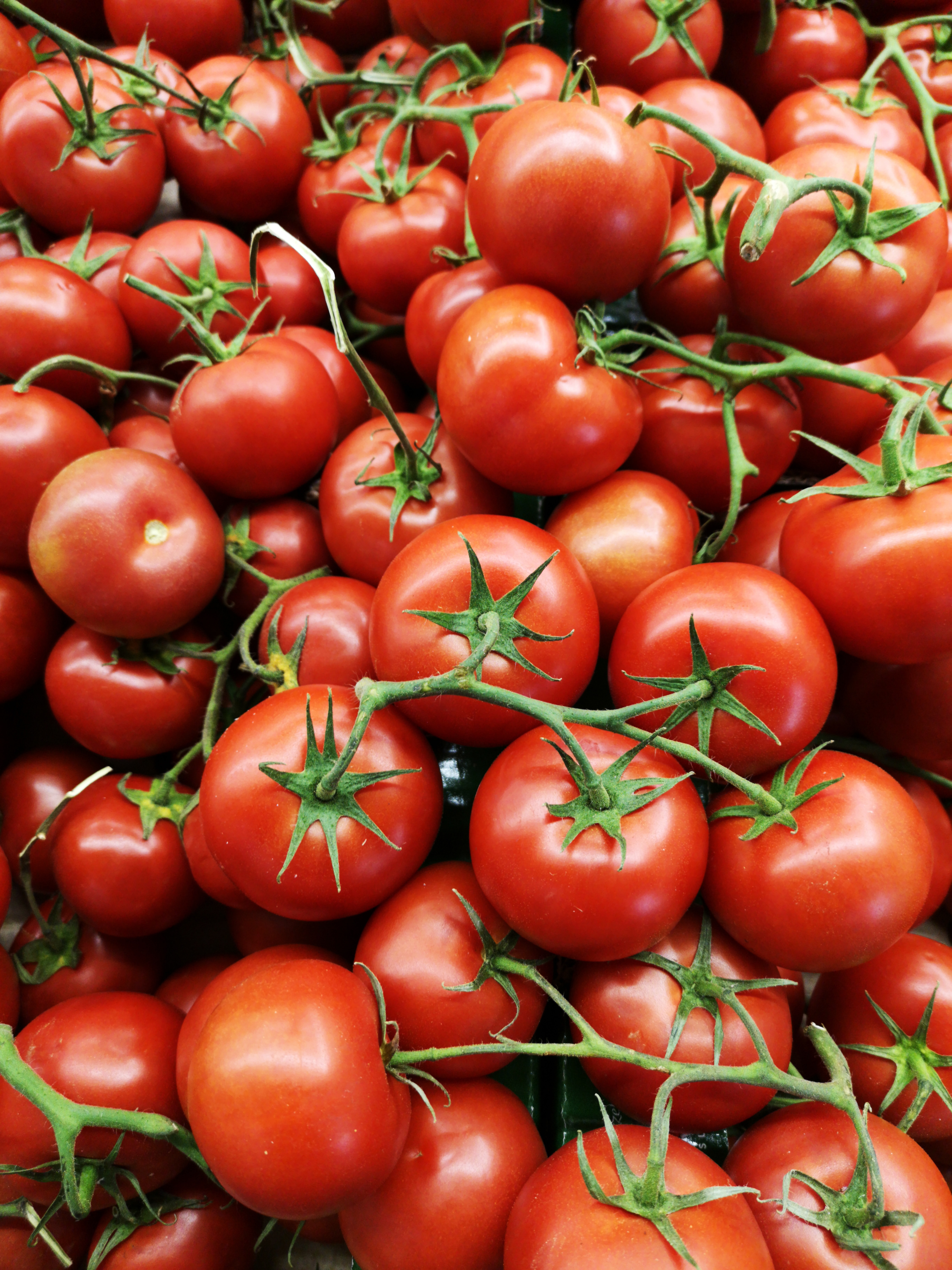 México establece precios mínimos para exportaciones de tomate a EE.UU