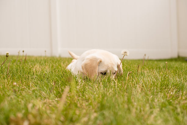 labrador retriever en cesped