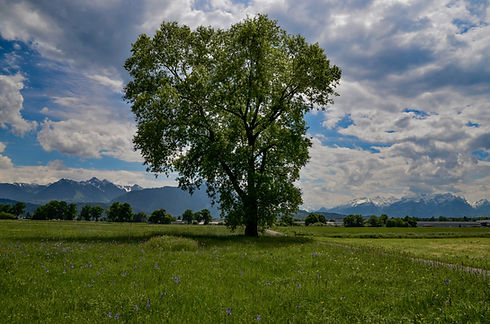 Image by Walter Sturn