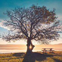 How to Build Your Family Tree Workshop