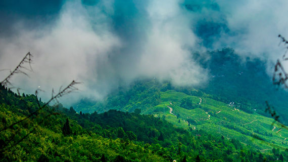 Darjeeling
