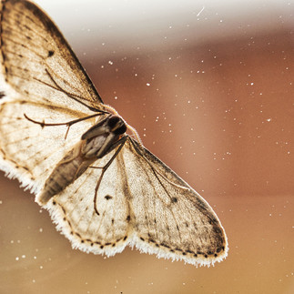 PGM & SON; The Surprising Truth About Clothes Moths - And How to Get Rid of Them