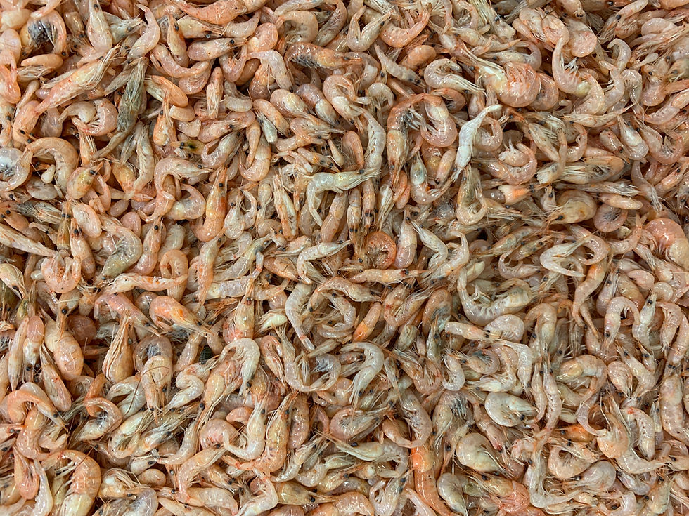 PLASTIC WITH PRAWN SHELLS