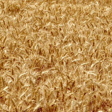 GLUTEN, LECTIN... IMMUNE AFFECTIN'
