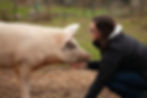Schwein mit Mensch