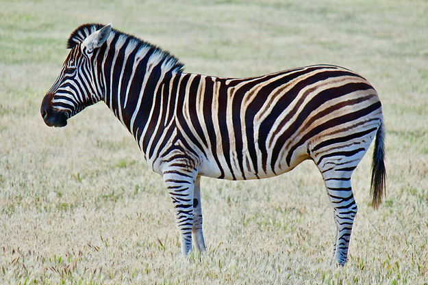 Image by Ruchindra Gunasekara