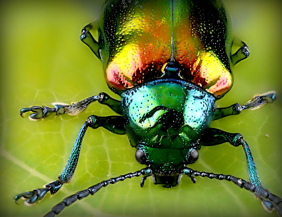 Insect Specimen Intake and Preservation 