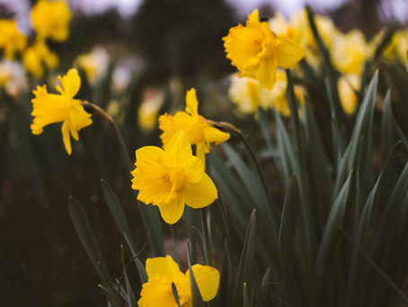 It's Spring!