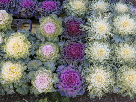 The Best Fall Porch Plants for Houston Weather