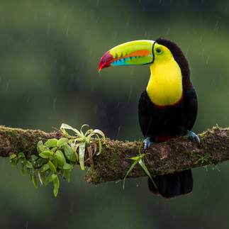 Toekan in Minca, Colombia