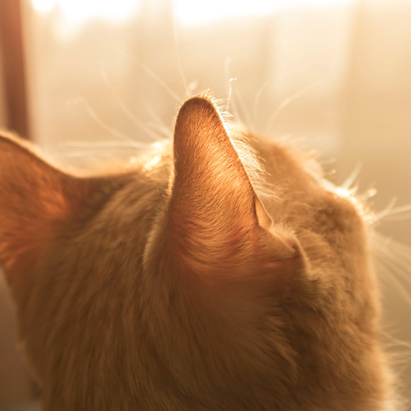 Image by Kristina Yadykina