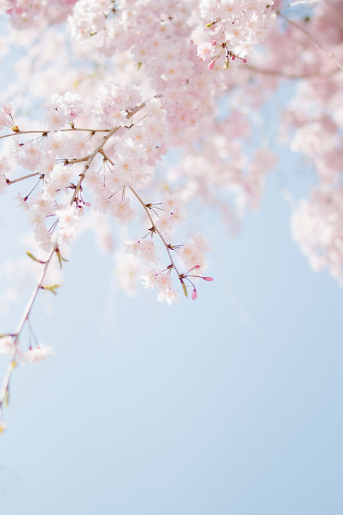 Image by TOMOKO UJI