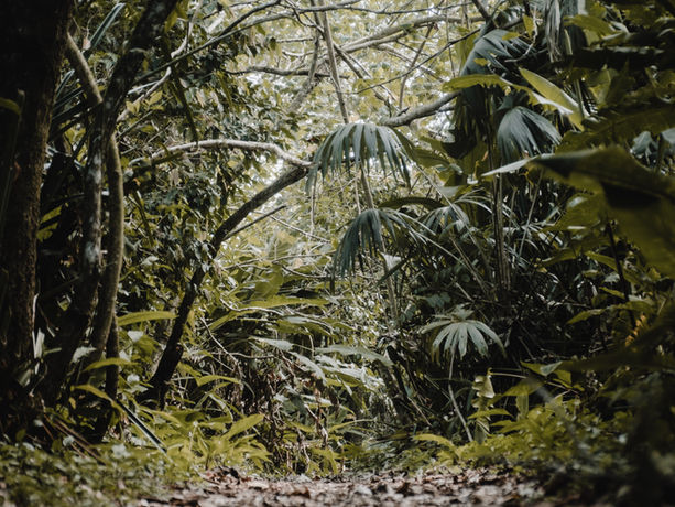 Sentiero naturale attraverso la densa giungla costaricana, invita all'esplorazione