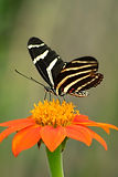 Image by Suzanne D. Williams