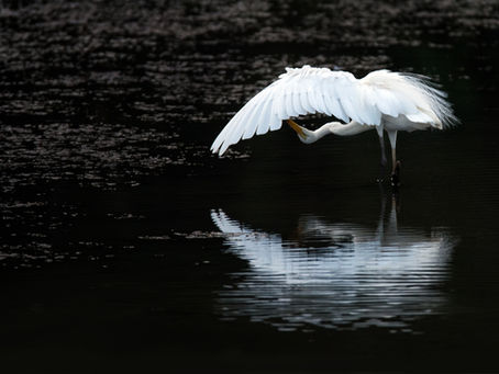 Great Egret preening its feathers