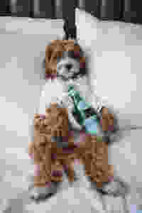 Puppy logeert voor socialisatie