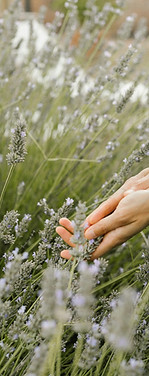 rosemary garden