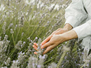 Die sechs wichtigsten Heilpflanzen