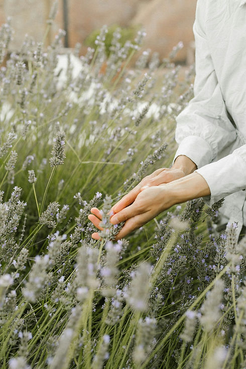 Close-up of a woman's hands gently touching a field of fresh, blooming lavender flowers outdoors.