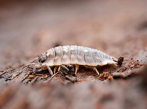 Woodlice Extermination