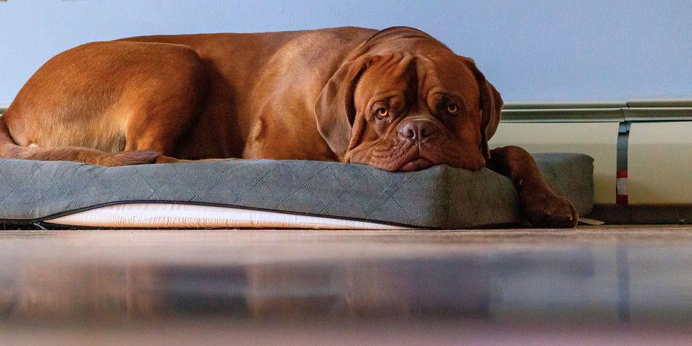 Brown dog resting on a gray cushion in a room with a pale blue wall. The dog looks relaxed and calm. Floor reflects soft light.
