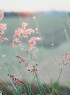 Image by Kien Do