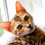 Thumbnail: The Bengal Cat eBook- bengal cat breeders - bagel cat- bengal cattery