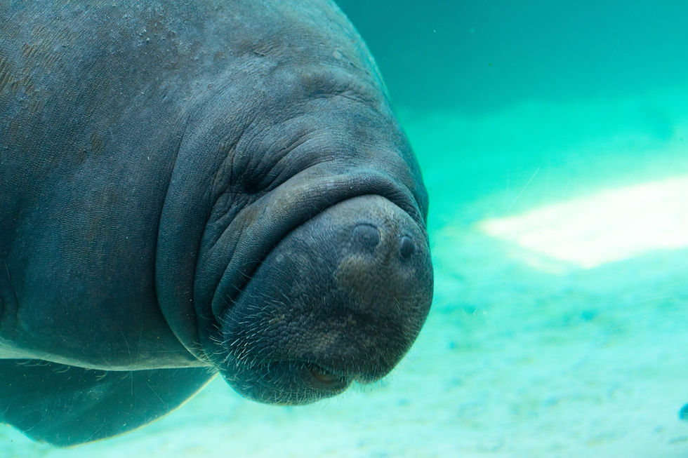 Program Orientation - Discover Manatee