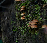 Image by Arne Verbist