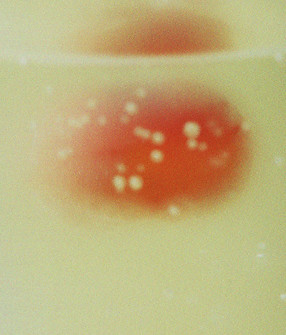 Image by Pesce Huang