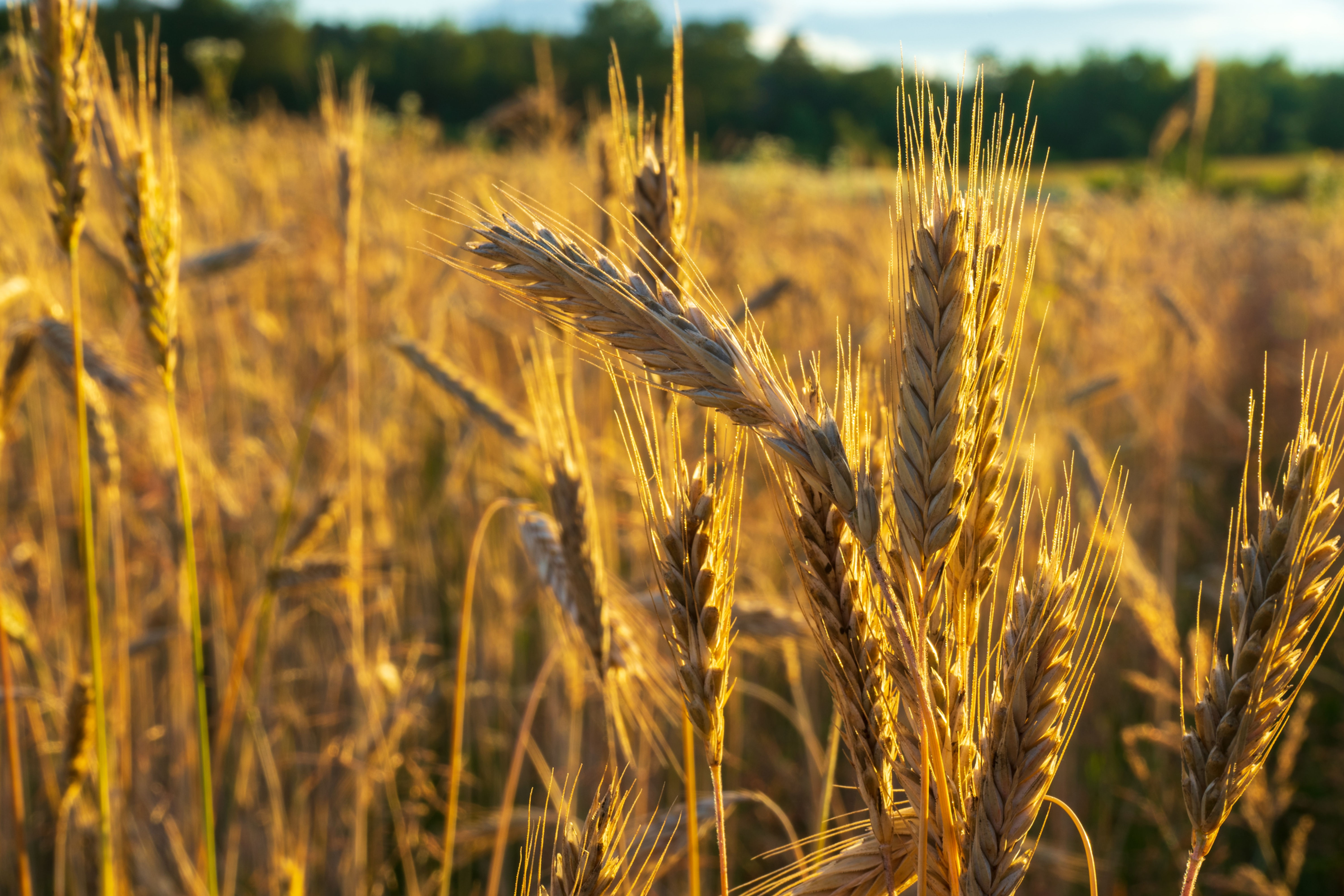 Αλεύρι Κριθαρένιο Ολικής Άλεσης Παραδοσιακό Πετρόμυλου