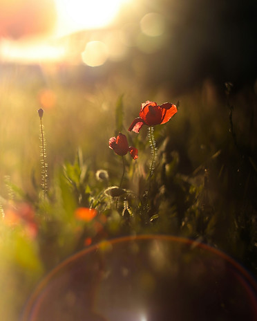 Image by Anna Kumpan
