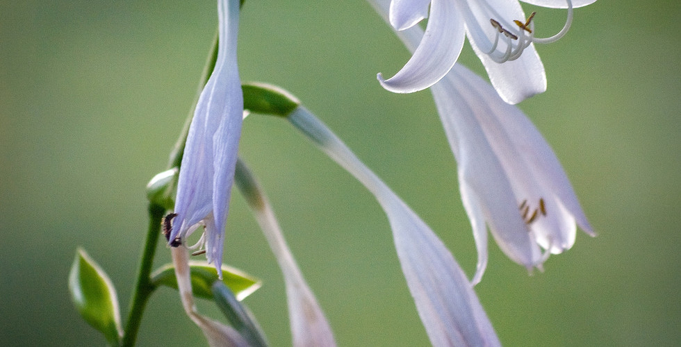 Hosta plant, Plants for a Hassle-Free Garden