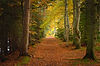 Image by Chris Flexen
