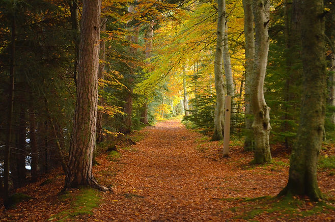 Image by Chris Flexen