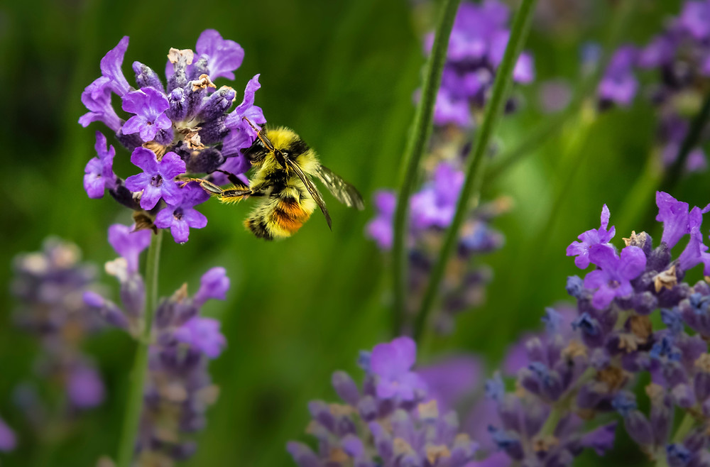 abeille en train de faire la pollinisation d'une fleur violette en pleine nature