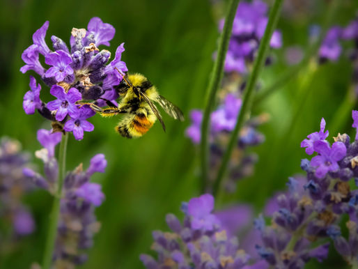 Designing a Pollinator Garden