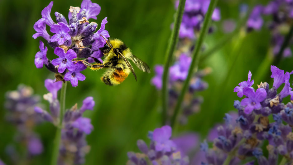Wildflowers, bees and plant species thrive in Cambridgeshire after changes to roadside verges