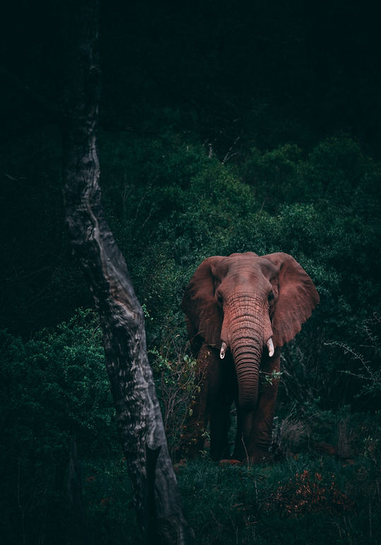 Image by Geran de Klerk
