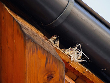 Image by Mattia Poli