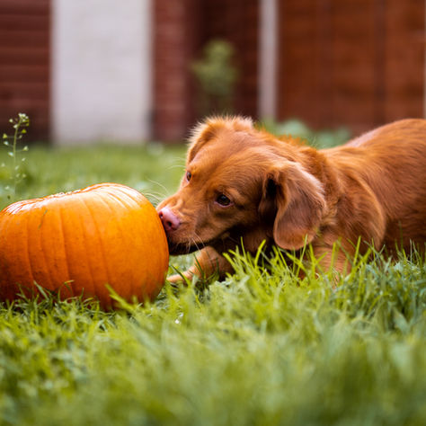 Can Dogs Eat Pumpkins, Sweet Potatoes & Nuts?