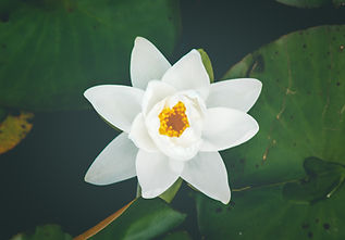 Image by Ruben Ortega