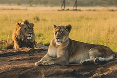 Lions Spotted in a 3 Days Tanzania Safari
