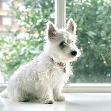 Westie Lung Disease