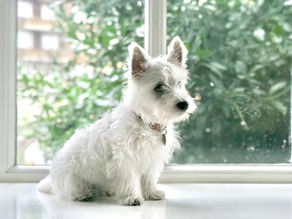 How Essential is a Well Trained Dog?