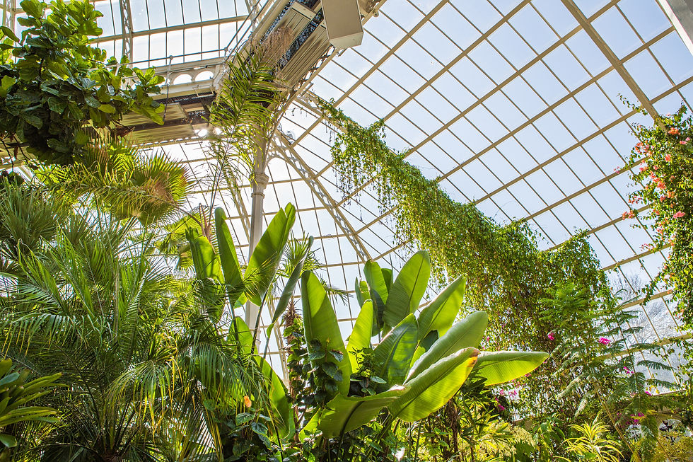 what to do in chicago - garfield park conservatory