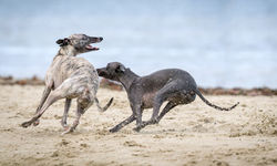 Image by Mark Galer
